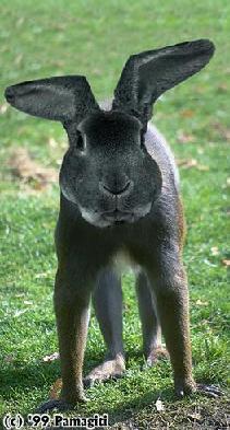 ����-������ �� www.RzhuNeMogu.ru � 31632